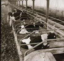 cca 1968 Velence, Agrokomplex Vállalat kiállító csarnoka a BNV-n és egy mintatelep építése, 33 db vi...