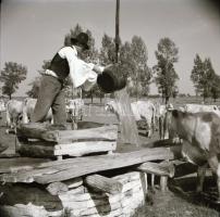 cca 1958 Kecskemét környéki tanyák és emberek, 13 db vintage negatív, Medgyesi László hagyatékából, ...