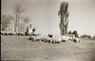 cca 1958 Kecskemét környéki tanyák és emberek, 13 db vintage negatív, Medgyesi László hagyatékából, ...