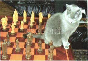 10 db MODERN használatlan sakk motívumlap / 10 modern unused chess motive cards