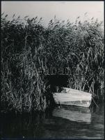 cca 1975 Nádasoknak rejtekén, 3 db vintage fotó + 1 db mai nagyítás, 24x18 cm