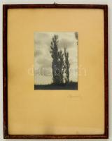 1930 Kleineisel Miklós: Jegenyék a szélben. Vintage fotó, jelzett, üvegezett keretben. 30x41 cm