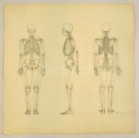 Barcsay jelzéssel: Csontváz tanulmány. Ceruza, papír, 50×50 cm