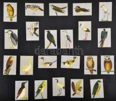 kb 2400 darabos szépen rendezett gyufacímke gyűjtemény  nagy tablókon