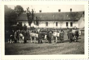 Hódmezővásárhely, Tenyészállat vásár, Schnitzer photo