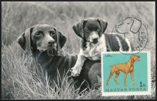 Kutya motívum: 36 db kutyákat ábrázoló képeslap, mind Carte Maximum