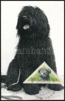 Kutya motívum: 36 db kutyákat ábrázoló képeslap, mind Carte Maximum