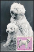 Kutya motívum: 36 db kutyákat ábrázoló képeslap, mind Carte Maximum