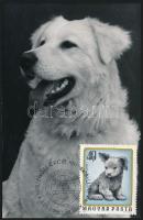 Kutya motívum: 36 db kutyákat ábrázoló képeslap, mind Carte Maximum