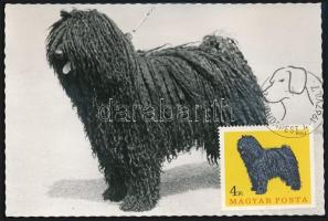 Kutya motívum: 36 db kutyákat ábrázoló képeslap, mind Carte Maximum