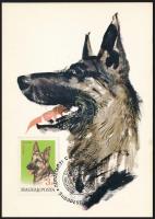 Kutya motívum: 36 db kutyákat ábrázoló képeslap, mind Carte Maximum