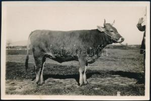 cca 1920-1930 Szarvasmarha a legelőn, fotó, 10x15 cm