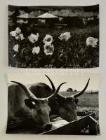 cca 1975 Gebhardt György (1910-1993) budapesti fotóművész hagyatékából 2 db feliratozott vintage fénykép, 28x39,5 cm