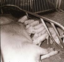 cca 1965 Sinka Antal (?-?) hagyatékából (aki a velencei AGROKOMPLEX fotósa volt az 1960-as, 1970-es ...