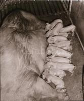 cca 1965 Sinka Antal (?-?) hagyatékából (aki a velencei AGROKOMPLEX fotósa volt az 1960-as, 1970-es ...