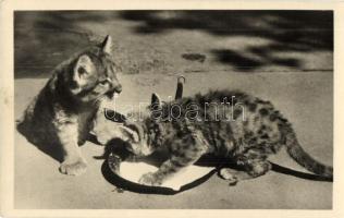 7 db régi és modern képeslap és fotó macskákról / 7 pre-1945 and modern postcards and photos of cats