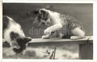 7 db régi és modern képeslap és fotó macskákról / 7 pre-1945 and modern postcards and photos of cats