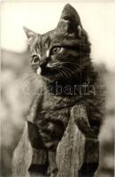 7 db régi és modern képeslap és fotó macskákról / 7 pre-1945 and modern postcards and photos of cats