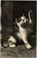 7 db régi és modern képeslap és fotó macskákról / 7 pre-1945 and modern postcards and photos of cats