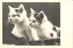 7 db régi és modern képeslap és fotó macskákról / 7 pre-1945 and modern postcards and photos of cats