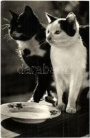 7 db régi és modern képeslap és fotó macskákról / 7 pre-1945 and modern postcards and photos of cats