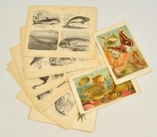Cca 1890 A Meyers Konv. Lexikon 13 db dupla oldalas illusztrációja az állat- és növényvilágról. 24x29,5 cm