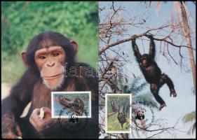 WWF Chimpanzees set 4 CM WWF Csimpánzok sor  4 db CM-en