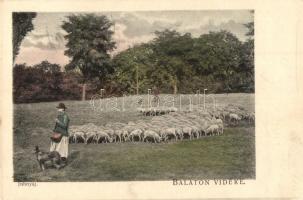 Balaton vidéke, Juhnyáj, pásztor. D. K. F. E. 899. (EK)