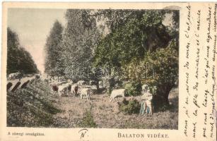 Balaton vidéke, Sümegi országút, szarvasmarha legeltetése. D. K. F. E. 902.