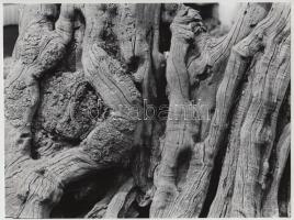 Textúrák. 10 db jelzés nélküli művészfotó, 18x13 és 24x18 cm közti méretben