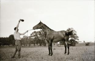 1967 Imperiál (Kisbér, 1960. február14 - Kerteskő, 1989) a 20. század egyik legjobb tenyésztésű magy...