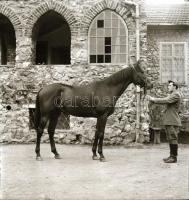 1967 Imperiál (Kisbér, 1960. február14 - Kerteskő, 1989) a 20. század egyik legjobb tenyésztésű magy...