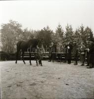 1967 Imperiál (Kisbér, 1960. február14 - Kerteskő, 1989) a 20. század egyik legjobb tenyésztésű magy...