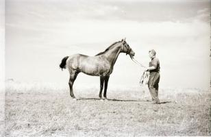 1967 Imperiál (Kisbér, 1960. február14 - Kerteskő, 1989) a 20. század egyik legjobb tenyésztésű magy...