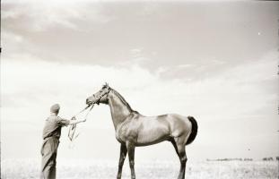 1967 Imperiál (Kisbér, 1960. február14 - Kerteskő, 1989) a 20. század egyik legjobb tenyésztésű magy...