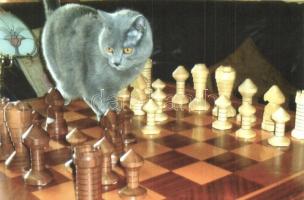 5 db modern humoros sakk motívumlap, macska a sakktáblával / 5 modern humorous chess motive cards, cat with chessboard