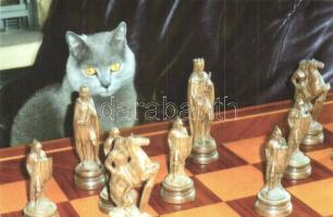 5 db modern humoros sakk motívumlap, macska a sakktáblával / 5 modern humorous chess motive cards, c...