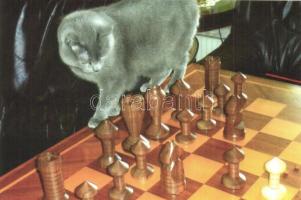 5 db modern humoros sakk motívumlap, macska a sakktáblával / 5 modern humorous chess motive cards, c...