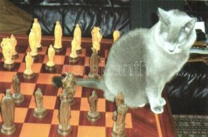 5 db modern humoros sakk motívumlap, macska a sakktáblával / 5 modern humorous chess motive cards, c...