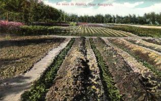 Alaska - 4 db régi városképes lap / 4 pre-1945 town-view postcards