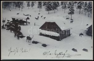 1901 Mariazell, Deer feeding in winter. N. Kiss photo