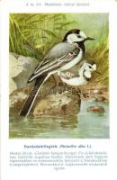 Barázdabillegető. Hazai Madaraink képsorozat (Madártani Intézet) / Motacilla alba. Hungarian birds series s: Csörgey T. (EK)