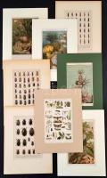 Tengeri, vízi élőlények, rovarok, litho képek, német nyelven feliratozva, paszpartuban, 8 db, 23x15 cm