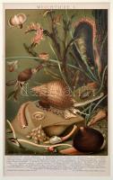 Tengeri, vízi élőlények, rovarok, litho képek, német nyelven feliratozva, paszpartuban, 8 db, 23x15 ...