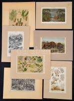 Növények, állatok, litho és rézmetszetű képek, német nyelven feliratozva, paszpartuban, 7 db, 25x15 cm