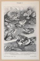 Növények, állatok, litho és rézmetszetű képek, német nyelven feliratozva, paszpartuban, 7 db, 25x15 ...