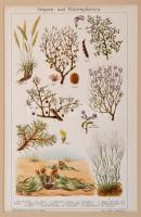 Növények, állatok, litho és rézmetszetű képek, német nyelven feliratozva, paszpartuban, 7 db, 25x15 ...