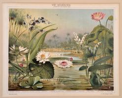 Erdők, mezők, égtájak, rovarok , litho képek, feliratozva, paszpartuban, 6 db, 23x28 cm