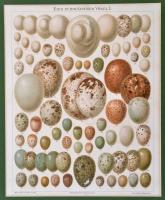 Erdők, mezők, égtájak, rovarok , litho képek, feliratozva, paszpartuban, 6 db, 23x28 cm