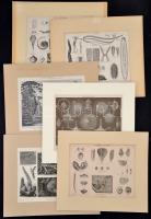 Állatok, növények, illusztrációk lexikonokból, feliratozva, paszpartuban, 6 db, 23x28 cm